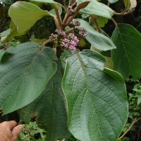 Callicarpa tomentosa (L.) L.